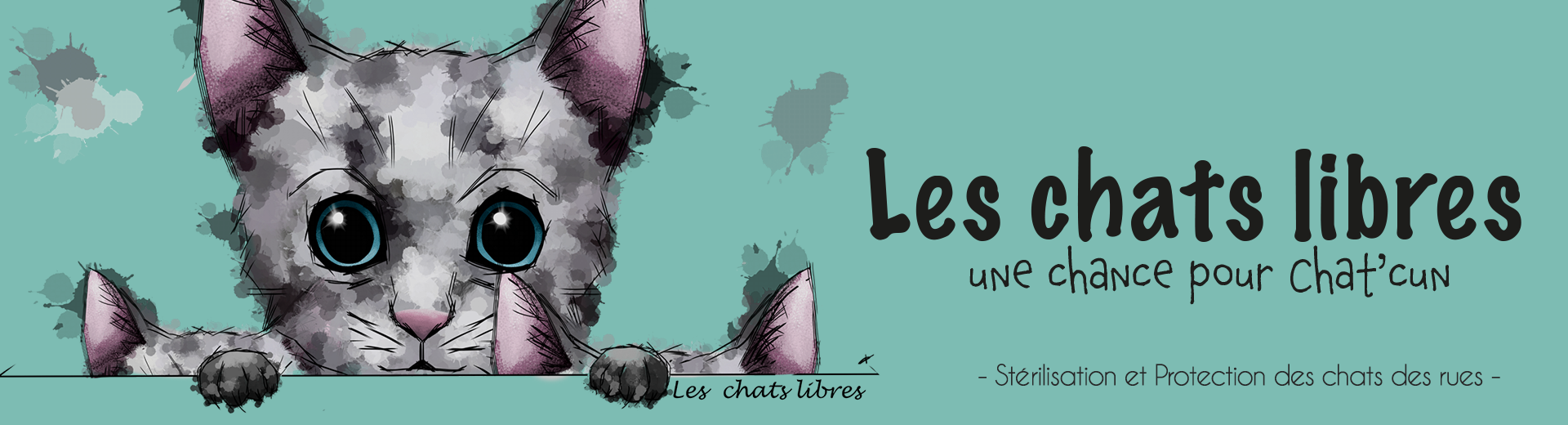 Voyager avec son chat - Absolument Chats Comportement & Conseils